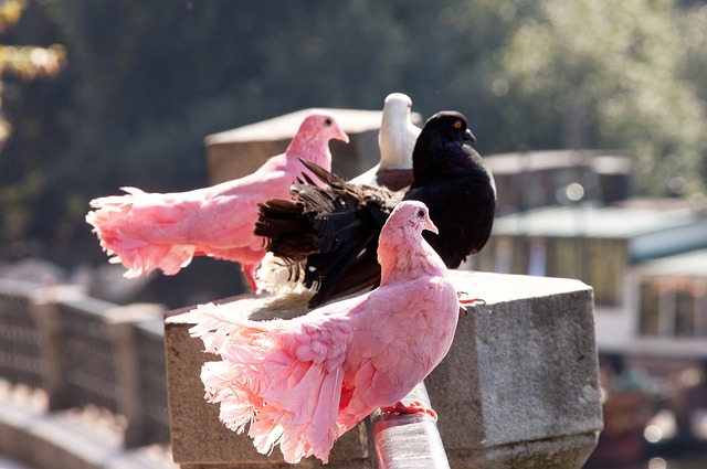 使得对手防 使得对手防