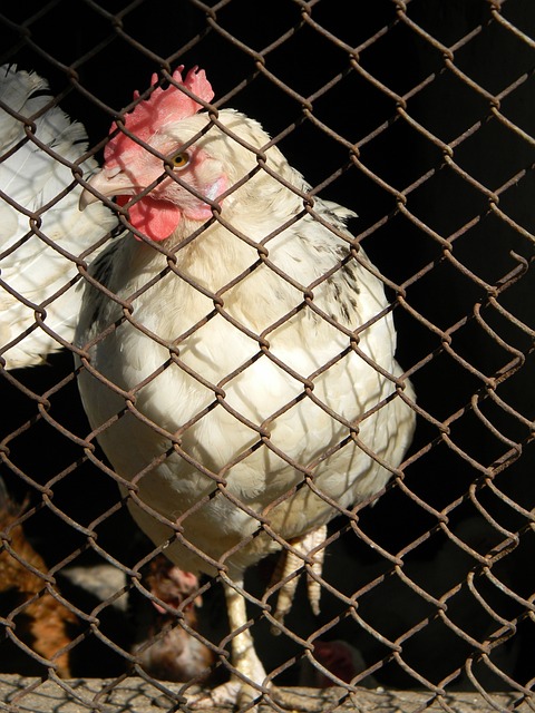 曾效力于多 曾效力于多